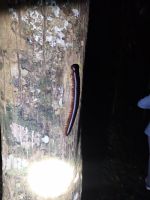 Tausendfüßler bei der Nachtwanderung, Taman Negara Nationalpark, Malaysia