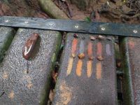 Naturfarben im Taman Negara Nationalpark, Malaysia