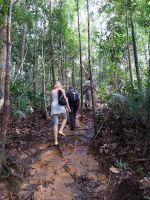 Wanderung im Taman Negara Nationalpark, Malaysia