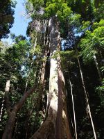 500 Jahre alter Baum im Taman Negara Nationalpark, Malaysia