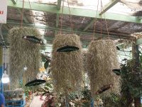 Schmetterlingsfarm, Camoren Highlands, Malaysia