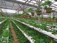 Erdbeerfarm, Camoren Highlands, Malaysia