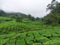 BOH-Teeplantage, Camoren Highlands, Malaysia