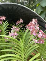 Botanischer Garten Singapur