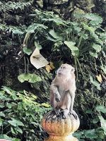 Affe bei den Batu Caves