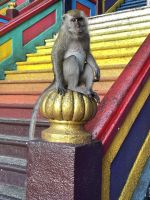 Affe bei den Batu Caves
