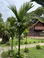 Lodge im Taman Negara Nationalpar