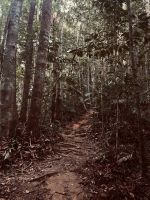 Dschungelwanderung in Taman Negara Nationalpark