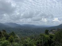 Dschungelwanderung in Taman Negara Nationalpark