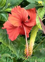 Singapur ist üppig grün, hier eine blühende Hecke mit Hibiskus