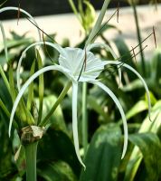 Spinnenlilie  im Botanischen Garten von Singapur