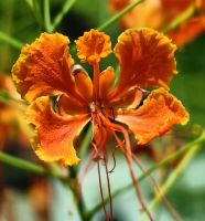 Caesalpina Pulcherrima, ein Pfauenstrauch wächst am Straßenrand von Singapur