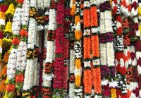 In Little India sehen wir wunderschöne Blumenketten, die meist im Tempel Verwendung finden