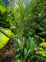 Die sogenannte Lippenstiftpalme im Botanischen Garten von Singapur