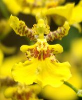 Farbenprächtige Oncidium sphacelatum, Orchidee im botanischen Garten