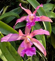 Cattleya elongata, Orchidee im Botanischen Garten