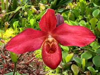 Frauenschuhorchidee im Botanischen Garten von Singapur