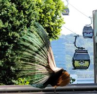 Und der Pfau hat tatsächlich bei beiden Weibchen Erfolg mit seiner Federpracht