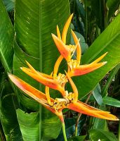 Heliconia latispatha, Singapur
