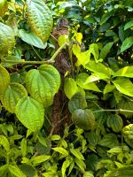 Hier wächst also der Pfeffer :-), im Gewürzgarten von Singapur