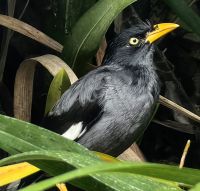 Mal wieder die jawanische Myna, diesmal in den Gardens by the Bay 