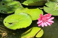 Lotusblüteneffekt am Flower Dome