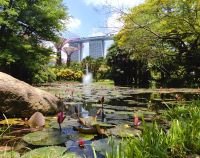 Marina Bay Sands Hotel mit Lotosblüten im Vordergrund