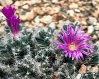Kaktus Blüte im Flower Dome, Gardens by the bay 