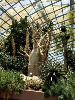 Ein Baobab, Affenbrotbaum, im Flower Dome