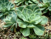 Sukkulenten im Flower Dome 