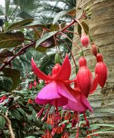 Füchsen, Flower Dome