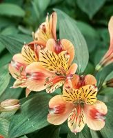 Inkalilien im Flowerdome