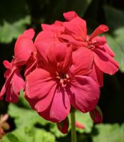 Pelargonien im Flower Dome 