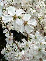 Kirschblüten im Flower Dome 