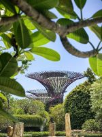 Blick auf einen der Supertrees in den Gardens by the 