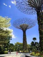 Supertree in den Gardens by the Bay