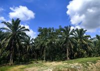 Ölpalmen über Ölpalmen säumen die Straße von Singapur nach Malakka in Malaysia