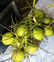 Kokosnüsse zum Verkauf im Jonkerviertel in Malakka