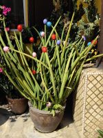 Osterdekoration? in Malakka