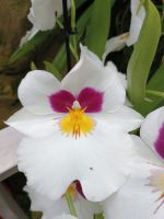 Singapur - Botanischer Garten 