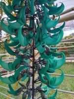 Cameron Highlands - Schmetterlingsfarm