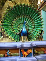 Der blaue Pfau ist in Indien der Nationalvogel, er hat große religiöse Bedeutung und gilt als heilig