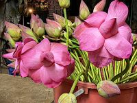 Lotosblüten an den Batu Caves