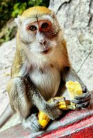 Als wir nicht mehr damit rechnen, fallen die Affen über das Obst her, Batu Caves