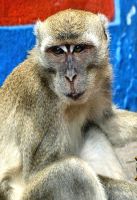 Makaken an den Batu Caves