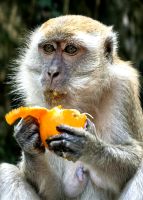 Makake läßt sich eine Orange schmecken, Batu Caves