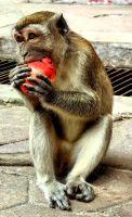 Die Makaken stürzen sich auf alles Eßbare, Batu Caves