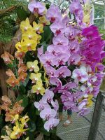 Singapur - Botanischer Garten &ndash; &copy; Johanna König (Eberhardt TRAVEL)