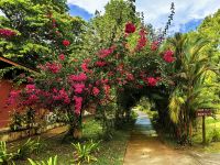 IDie Bougainvilea wächst auch hier im Dschungel
