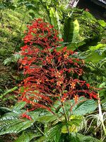Clerodendrum paniculatum, die Pagodenblume im Taman Negara Nationalpark